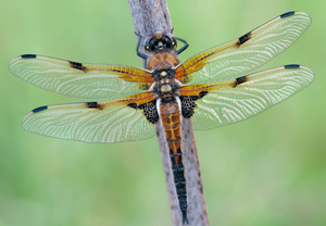 Libellula quadrimaculata
