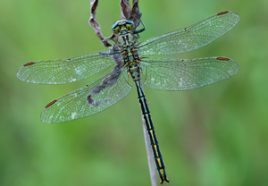 Gemeine Keiljungfer (Gomphus vulgatissimus) &ndash; Foto 1