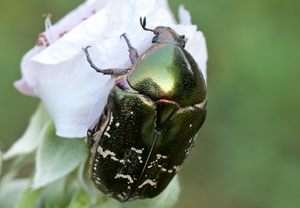 Variabler Goldkäfer (Protaetia cuprea), 21.05.2011