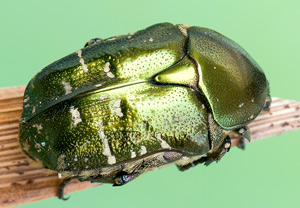 Variabler Goldkäfer (Protaetia cuprea), 19.05.2013