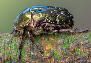 Variabler Goldkäfer (Protaetia cuprea), 01.05.2022, Niederzissen, Bausenberg