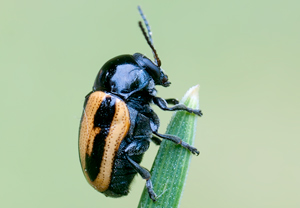 Gebänderter Fallkäfer (Cryptocephalus vittatus), 04.06.2011