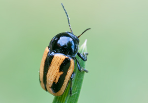Gebänderter Fallkäfer (Cryptocephalus vittatus), 04.06.2011
