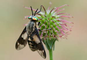 Goldaugenbremse (Chrysops relictus)