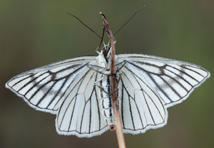 Hartheu-Spanner (Siona lineata), 05.06.2011