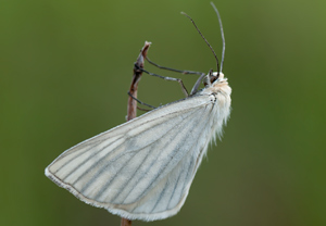 Hartheu-Spanner (Siona lineata), 05.06.2011