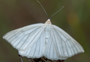 Hartheu-Spanner (Siona lineata) – Foto 1