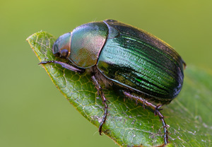 Kleiner Julikäfer (Anomala dubia), 12.07.2020, Wyry