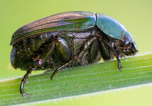 Kleiner Julikäfer (Anomala dubia), 12.07.2020, Wyry