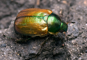 Kleiner Julikäfer (Anomala dubia)
