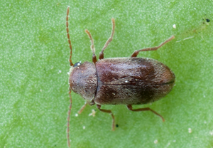 Efeu-Pochkäfer (Ochina ptinoides) &ndash; Foto 1
