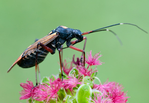 Prachtwanze (Miris striatus), 11.06.2011
