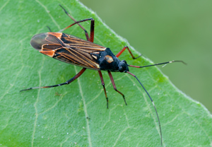 Prachtwanze (Miris striatus)