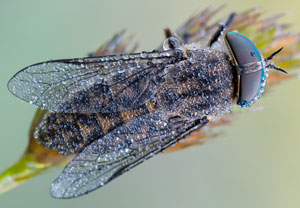 Rinderbremse (Tabanus bovinus), 26.06.2016, Wahnerheide