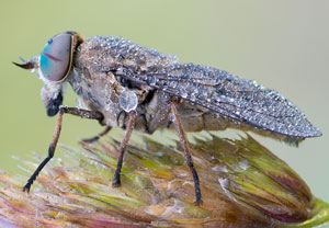 Rinderbremse (Tabanus bovinus), 26.06.2016, Wahnerheide