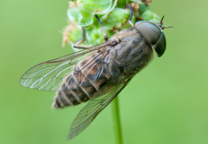 Rinderbremse (Tabanus bovinus)