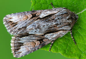 Ruderalflur-Johanniskrauteule (Chloantha hyperici), 11.08.2021, Hürth