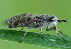 Regenbremse (Haematopota pluvialis) – Foto 2