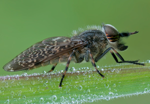 Regenbremse (Haematopota pluvialis) – Foto 1