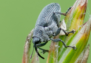 Ceutorhynchus obstrictus, 28.06.2011