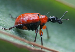 Haselblattroller (Apoderus coryli), 22.07.2008