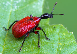 Haselblattroller (Apoderus coryli), 01.05.2019