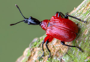 Haselblattroller (Apoderus coryli), 02.05.2019