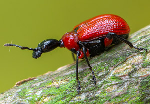 Haselblattroller (Apoderus coryli), 04.05.2019