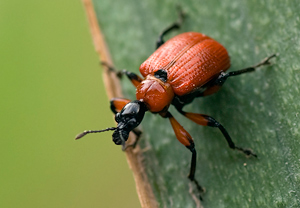 Haselblattroller (Apoderus coryli)