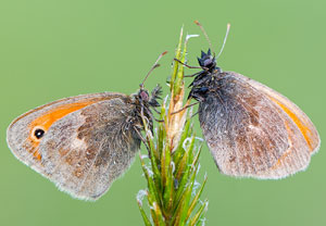 Kleines Wiesenvögelchen (Coenonympha pamphilus), 21.05.2016