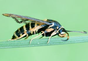 Hornklee-Glasflügler (Bembecia ichneumoniformis) – Foto 2