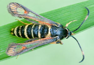 Hornklee-Glasflügler (Bembecia ichneumoniformis)