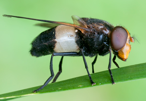 Gemeine Waldschwebfliege (Volucella pellucens) – Foto 2