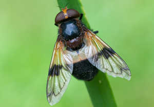 Gemeine Waldschwebfliege (Volucella pellucens)