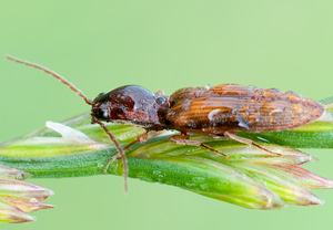 Athous subfuscus, 25.06.2011