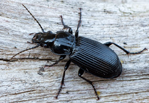 Gemeiner Grabkäfer (Pterostichus melanarius), 21.04.2019