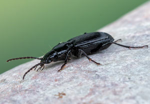 Gemeiner Grabkäfer (Pterostichus melanarius), 10.04.2022, Brühl
