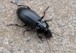 Gemeiner Grabkäfer (Pterostichus melanarius) &ndash; Foto 1