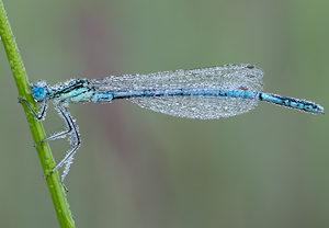 Platycnemis pennipes