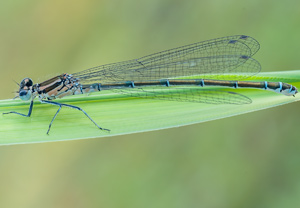 Hufeisen-Azurjungfer (Coenagrion puella), 17.05.2012