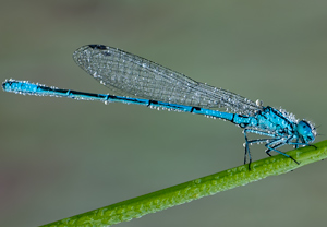 Coenagrion puella