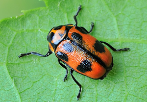 Sechspunkt-Fallkäfer (Cryptocephalus sexpunctatus), 05.05.2010