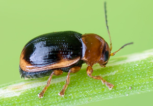 Kleiner Birken-Fallkäfer (Cryptocephalus pusillus), 30.07.2011