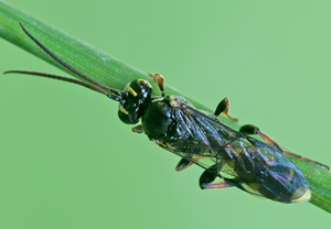 Listrodromus nycthemerus &ndash; Foto 2