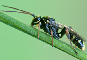 Listrodromus nycthemerus &ndash; Foto 1