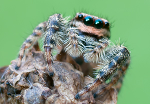 Rindenspringspinne (Marpissa muscosa), 21.08.2011