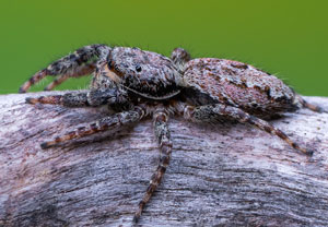 Rindenspringspinne (Marpissa muscosa), 13.05.2021, Geilenkirchen, Teverener Heide