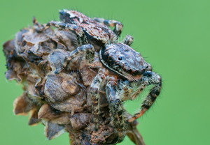Rindenspringspinne (Marpissa muscosa)