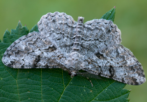 Nadelholz-Rindenspanner (Peribatodes secundaria)