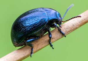Wegerich-Blattkäfer (Chrysolina haemoptera) – Foto 2